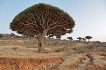 Dragon tree - Dracaena cinnabari - Dragon's blood - endemic tree from Soсotra, Yemen - obrazy, fototapety, plakaty