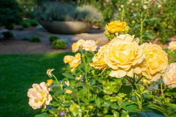 Yellow roses growing in a garden being illuminated by the sunshine