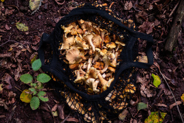 golden chanterelles  Cantharellus cibarius gathering in forest in October
