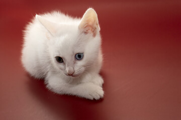 Fototapeta na wymiar 귀여운 아기 고양이