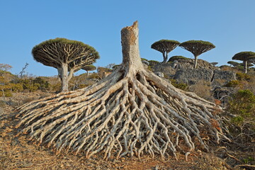 Damaged dragon tree - Dracaena cinnabari - endemic tree from Soсotra, Yemen - damaged by cyclone - 535555794
