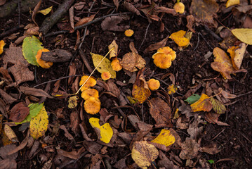 golden chanterelles  Cantharellus cibarius gathering in forest in October