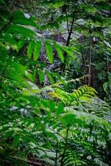 Fototapeta premium Fresh green forest with natural water flow