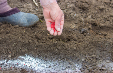 woman farmer sows beet seeds.