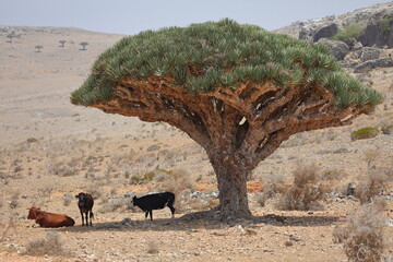 Cows under the dragon tree (Dracaena cinnabari - Dragon's blood) - endemic from Soqotra island, Yemen