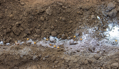 woman farmer sows beet seeds.