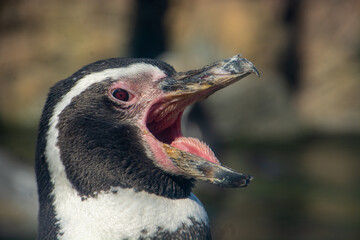 Humboldt penguin opening its beak expressively
