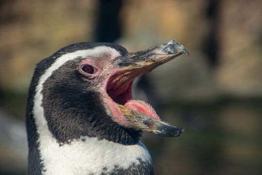 Humboldt Penguin Opening Its Beak Expressively