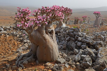 Bottle tree in bloom - adenium obesum - endemic tree of Socotra Island - 535556946