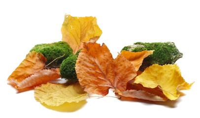 Colorful autumn leaves and green moss on stone isolated on white 