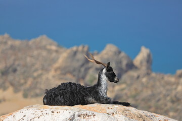 Goat on the rocks - Socotra island, Yemen - 535557914
