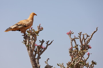 Egyptian Vulture (Neophron percnopterus) on bottle tree, Socotra island