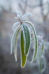 Closeup of green leaves of sea buckthorn covered with white hoarfrost in rays of morning sun
