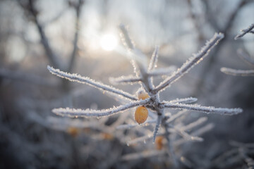 Closeup of sea buckthorn branch with yellow berries covered with white hoarfrost in rays of morning sun
