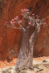 Bottle tree in bloom - adenium obesum - endemic tree of Socotra Island - 535558115