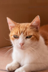 Vertical Closeup portrait of beautiful ginger cat with green eyes sitting relaxed
