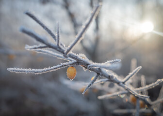 Closeup of sea buckthorn branch with yellow berries covered with white hoar frost in rays of morning sun