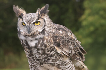 Obraz premium Great Horned Owl at Birds of Prey show at Fair in fall