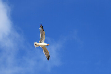 große Möwe im Flug mit Brötchen im Schnabel