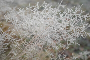 Closeup of dry bentgrass covered with hoarfrost forming beautiful icy lace pattern
