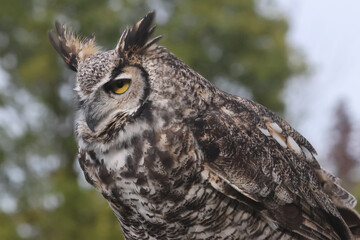 Great Horned owl at raptor show