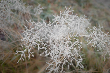 Closeup of dry bentgrass covered with hoarfrost forming beautiful icy lace pattern