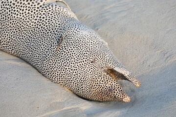Dead moray eel on the beach - 535558307