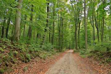 Herbstbeginn im Laubwald mit Waldweg 