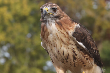 Red Tailed Hawk at Fall Fair birds of Prey demonstration