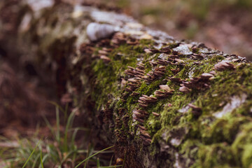 Beautiful closeup of a group of mushrooms growing on tree trunk with green moss