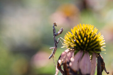 Brown and black spotted praying mantis in the garden