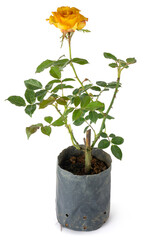 rose plant in a grow bag with yellow rose flower, isolated on white background