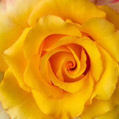 yellow rose close-up background, natural petal abstract in full frame wallpaper or backdrop, symbolize joy, friendship and new beginning