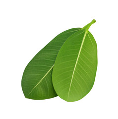 green leaf isolated on white