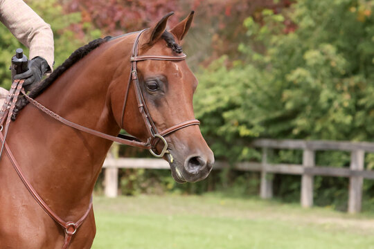 Arabian head of horse in horse show ring, fall sun