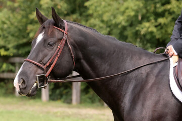 Morgan horse in show ring at fall fair in fall sun