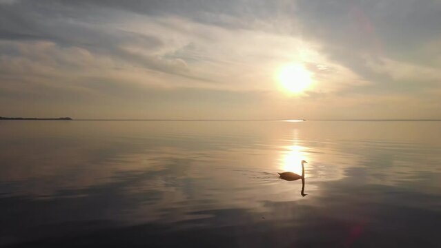Lonely one white swan swims in calm lake at golden sunset low angle silhouette shot