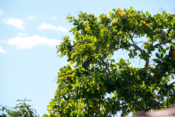 Fototapeta premium leaves against blue sky