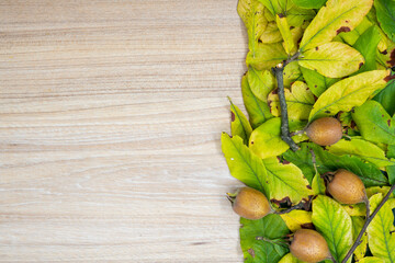 Creative layout made of medlar leaves and fresh fruit  in autumn on the table with neutral space. Flat lay. Autumn nature leaves concept. Great for presentation slide.	