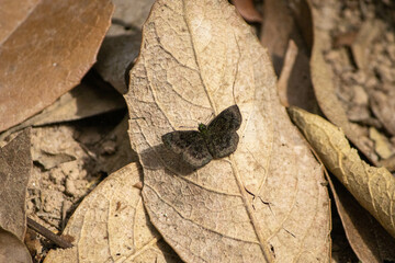 leaf on the ground