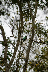 bird in the tree