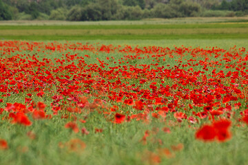 A summer field of red poppies with a blurred background