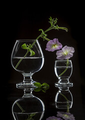 Dialogue of two lilac petunias on a black background