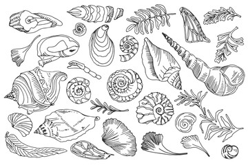 Isolated black line contour seashells and plants Set of Hand drawn ocean shell or conch mollusk scallop Sea underwater animal fossil Nautical and aquarium, marine theme. Vector illustration.