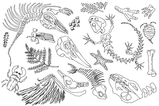 Isolated Black line contour imprints skeletons of prehistoric animals, insects and plants. Set of archeology, crack rocks fragments , debris boulders. Set of realistic hand drawn art. Vector.