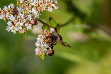 volucella pellucens the pellucid fly a hoverfly on flowers of buckwheat fagopyrum esculentum plant 