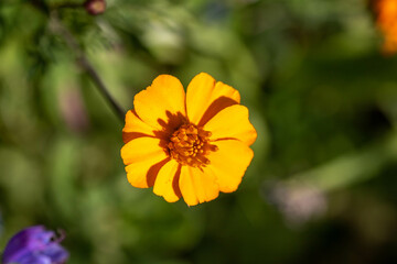 bright orange flower head of cosmos with a blurred green background