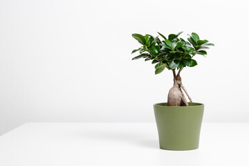 Ficus Microcarpa Ginseng on the table with copy space, Bonsai plant, air purifying houseplant