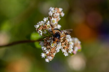 volucella pellucens the pellucid fly a hoverfly on flowers of buckwheat fagopyrum esculentum plant 