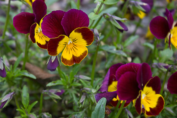 Pansies flowers close-up in the bed. Purple and yellow flowers